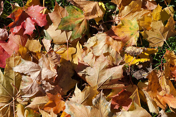 istock Autumn leaves on the ground 173801265