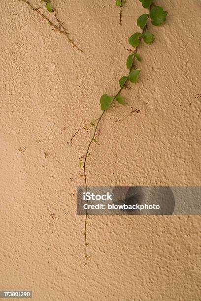 Ivy In Stucco Muro - Fotografie stock e altre immagini di Bellezza naturale - Bellezza naturale, California, Colore verde