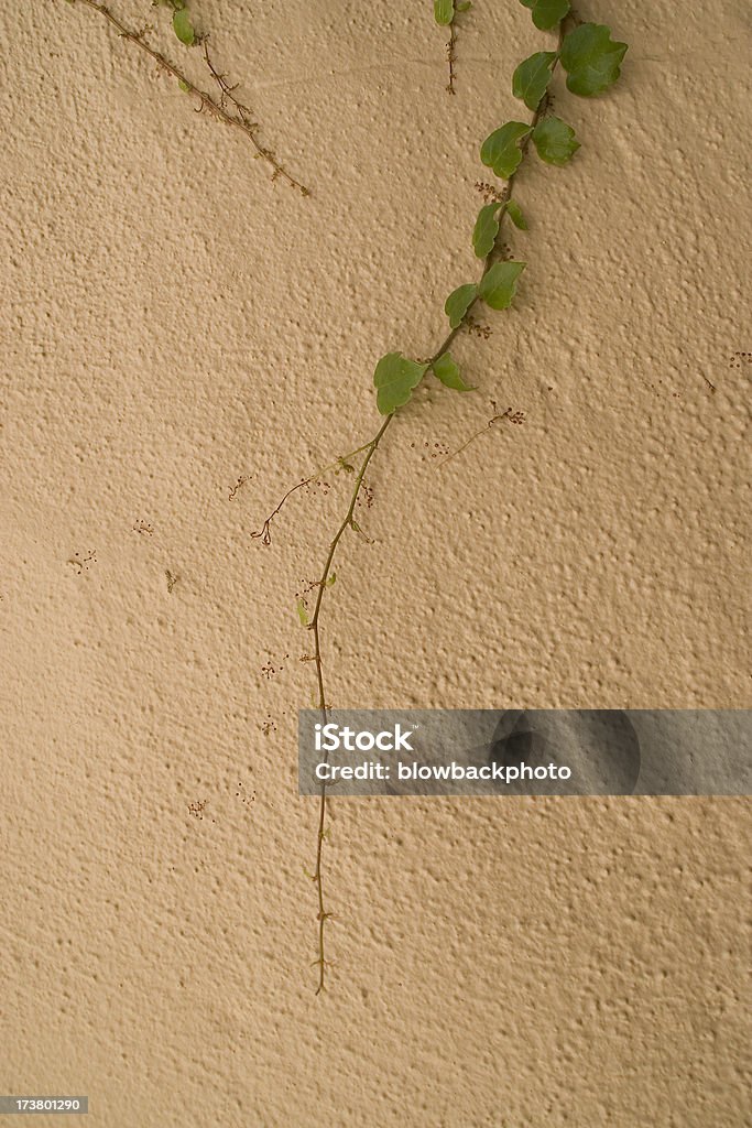 Ivy na parede de Estuque - Royalty-free Beleza natural Foto de stock