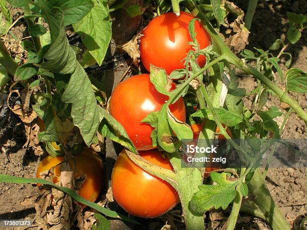 Foto de Tomatos e mais fotos de stock de Agricultura - Agricultura, Aldeia, Alimentação Saudável