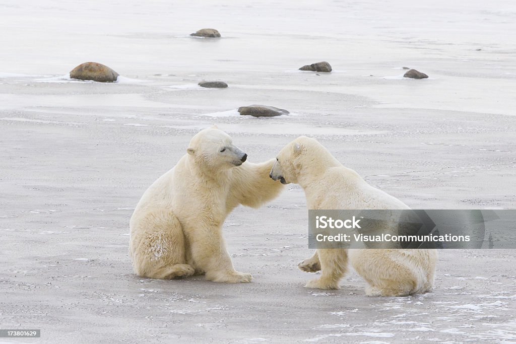 Due orsi polari che interagiscono. - Foto stock royalty-free di Orso polare