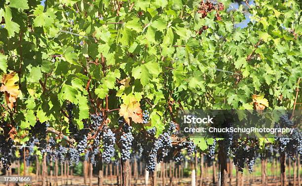 Bodega Vineyard Uva Vine Foto de stock y más banco de imágenes de Condado de Sonoma - Condado de Sonoma, Uva Pinot Noir, Actividad de agricultura