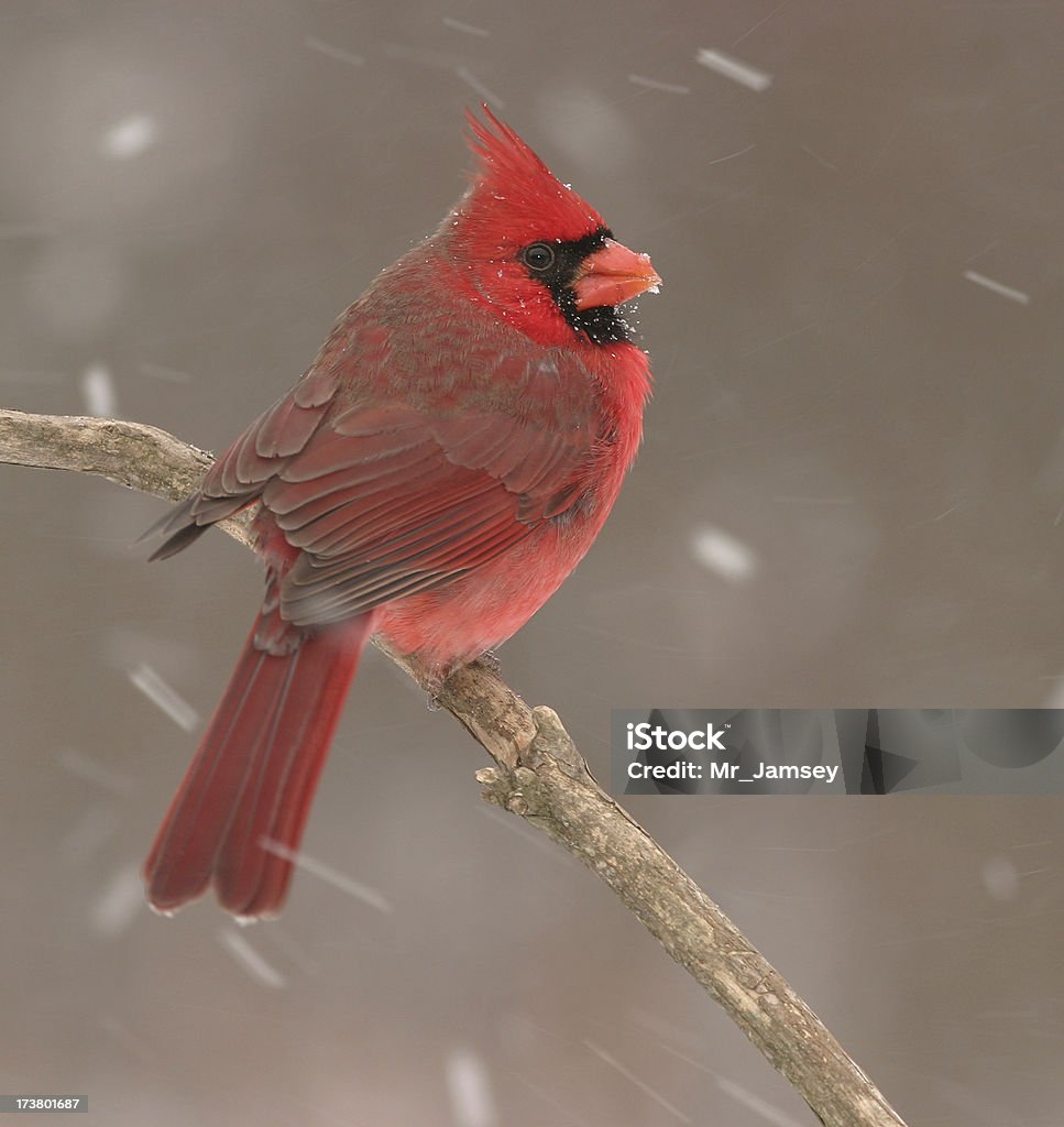 Cardinal en la nieve - Foto de stock de Pájaro cardenal libre de derechos