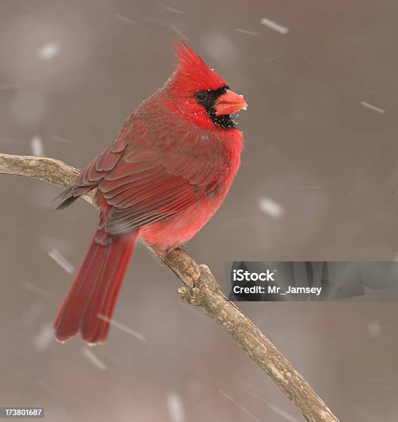Cardinal En La Nieve Foto de stock y más banco de imágenes de Pájaro cardenal - Pájaro cardenal, Nieve, Ohio