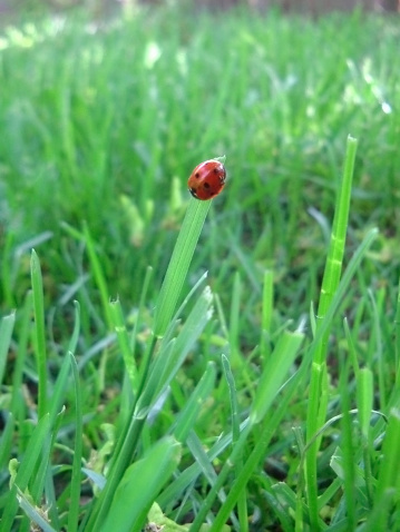 Close-up of a lady bug sitting on a blade of grass.