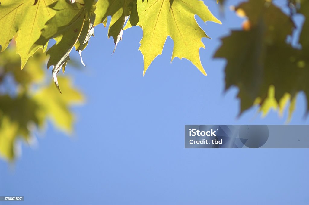 Leaves and Sky "Maples leaves backlit against a bright blue sky, selective focus.Similar views:" Backgrounds Stock Photo