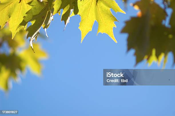 Folhas E Céu - Fotografias de stock e mais imagens de Ao Ar Livre - Ao Ar Livre, Azul, Caule de planta