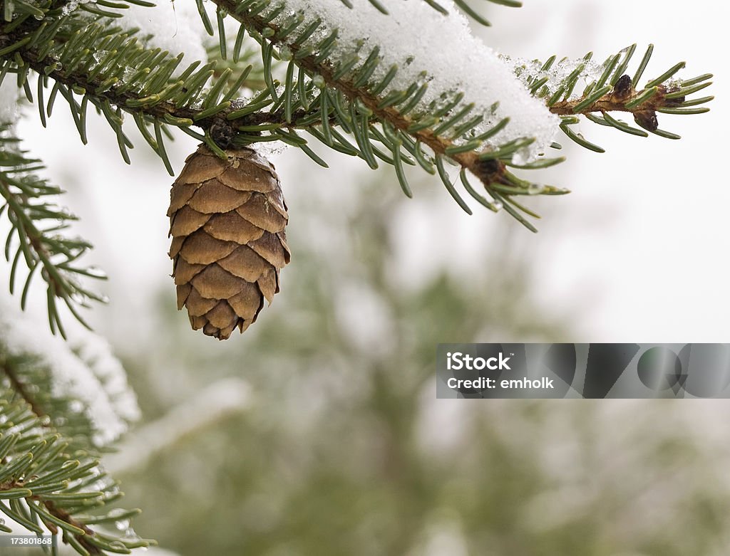 Close-Up de pinheiros no inverno neve - Foto de stock de Bosque - Floresta royalty-free