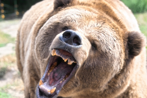 Close-up of a brown grizzly bear roaring.