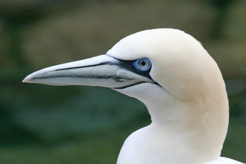 Portrait of a northern gannet (Sula bassana). RAW-file developed with Adobe Lightroom.