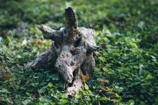 Petrified Triceratops in the grass Petrified Triceratops in the grass
canon 50 coelurosauria stock pictures, royalty-free photos & images