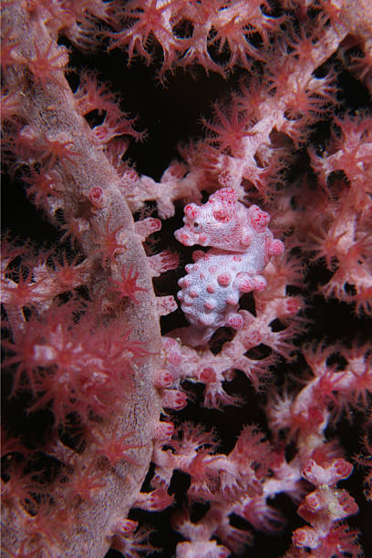 istock Pink Pygmy Seahorse and Coral 173802170
