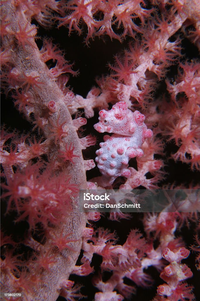 Pink Pygmy Seahorse i Coral - Zbiór zdjęć royalty-free (Budowla mieszkaniowa)