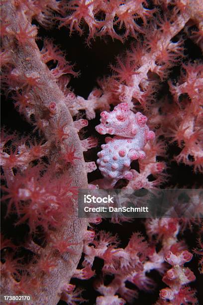 Pink Pygmy Seahorse I Coral - zdjęcia stockowe i więcej obrazów Budowla mieszkaniowa - Budowla mieszkaniowa, Dziecko, Fotografika