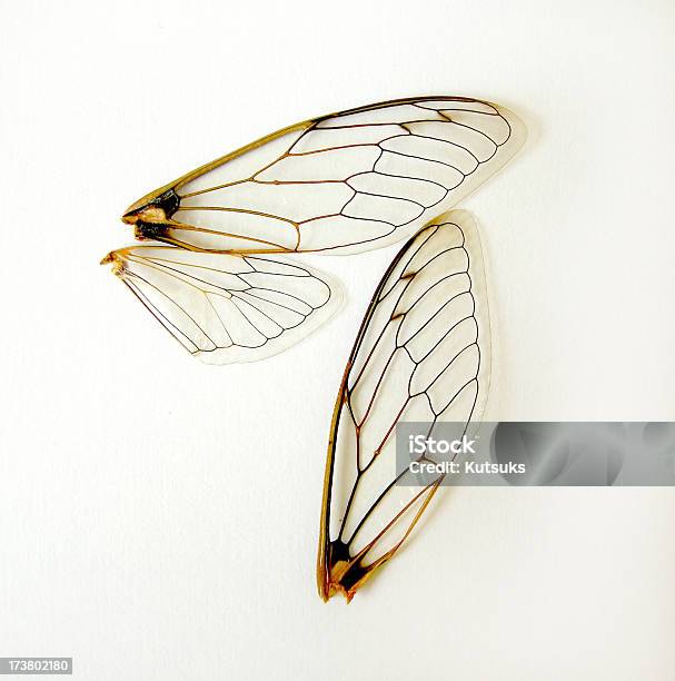 Blatt Wings Stockfoto und mehr Bilder von Tierflügel - Tierflügel, Zikade, Dünn