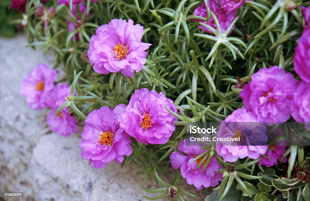 Rosa belezas (portulaca Oleracea) crescente entre pedras - Foto de stock de Anual - Característica da planta royalty-free