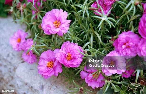 Foto de Rosa Belezas Crescente Entre Pedras e mais fotos de stock de Anual - Característica da planta