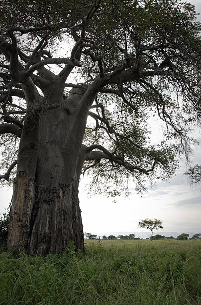 istock Large Tree in Tarangire National Park, Tanzania 173802336