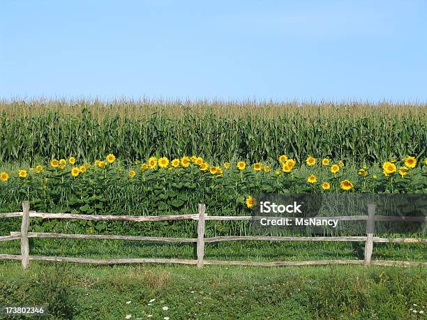 Sunflowers All In A Row Behind Split Rail Fence Stock Photo - Download Image Now - Corn - Crop, Fence, Agricultural Field