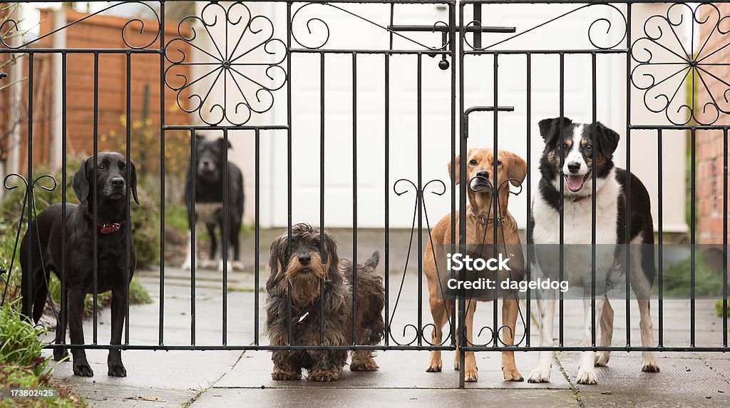 Cuidado de los perros. - Foto de stock de Alerta libre de derechos