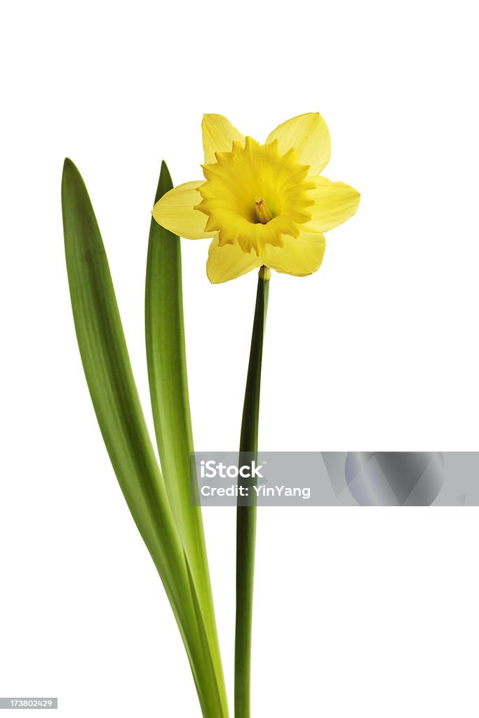 Narciso isolado - Foto de stock de Amarelo royalty-free