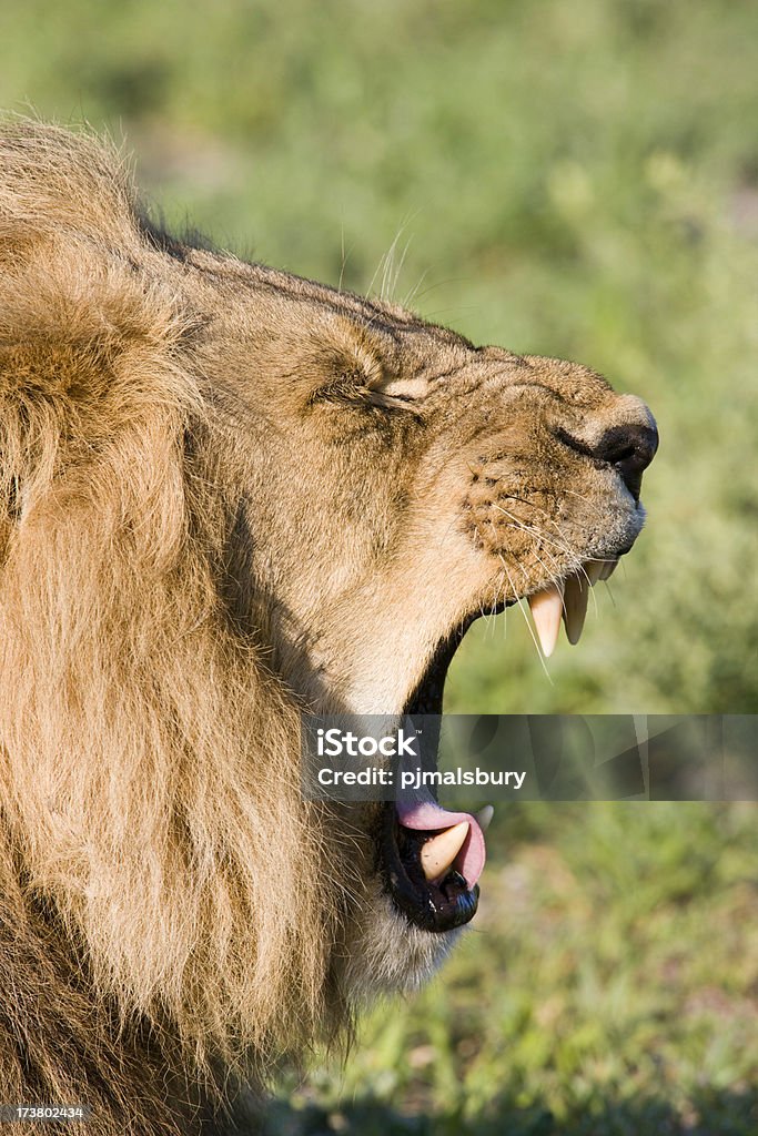 Ouverture large - Photo de Afrique libre de droits