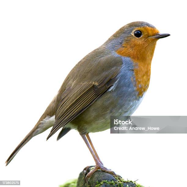 Robin Stock Photo - Download Image Now - Animal, Animal Wildlife, Bird