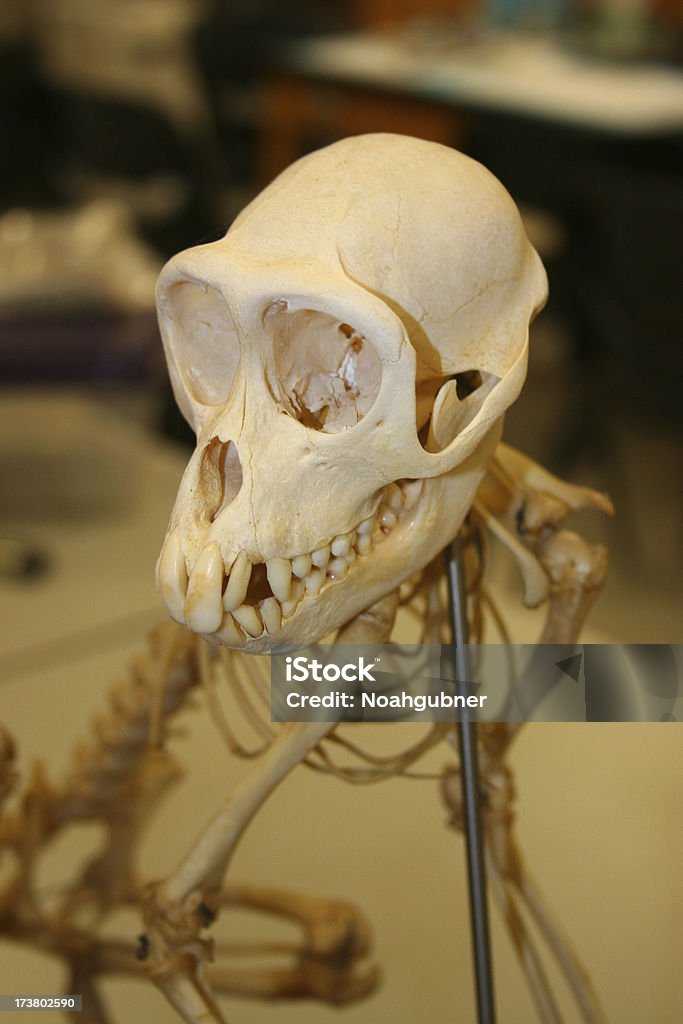 Macaco Crânio - Royalty-free Animal Foto de stock