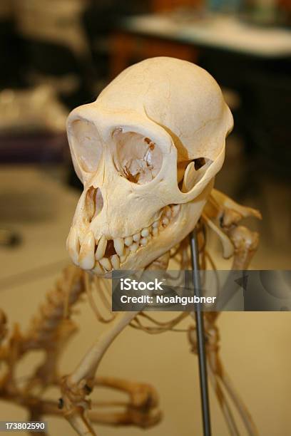 Macaco Crânio - Fotografias de stock e mais imagens de Animal - Animal, Cuidados de Saúde e Medicina, Equipamento