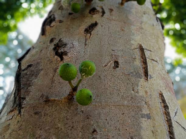 istock Forest Fruit on the side of the road with green and beautiful tree trunks 1738026036
