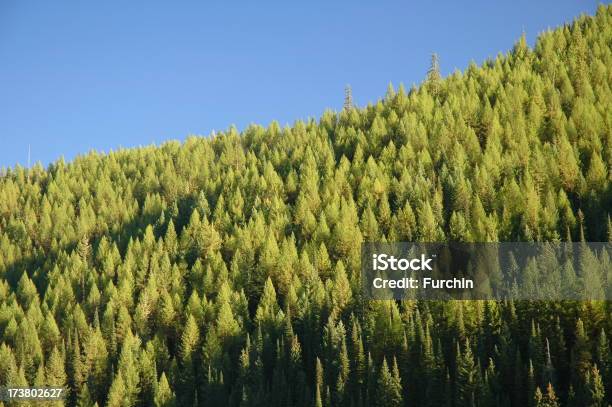 Pine Drzewa Z Jasny Niebieski Niebo - zdjęcia stockowe i więcej obrazów Aktywista - Aktywista, Drzewo iglaste, Fotografika