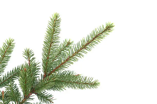 a fir branch isolated on white