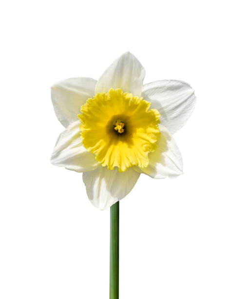 istock White and yellow daffodil flower isolated cutout 1738028095