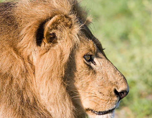 istock Close-up Male Lion 173802972