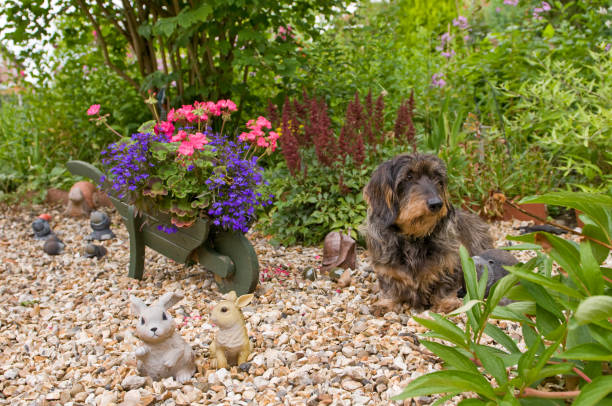 wire haired dachshund in a summer garden