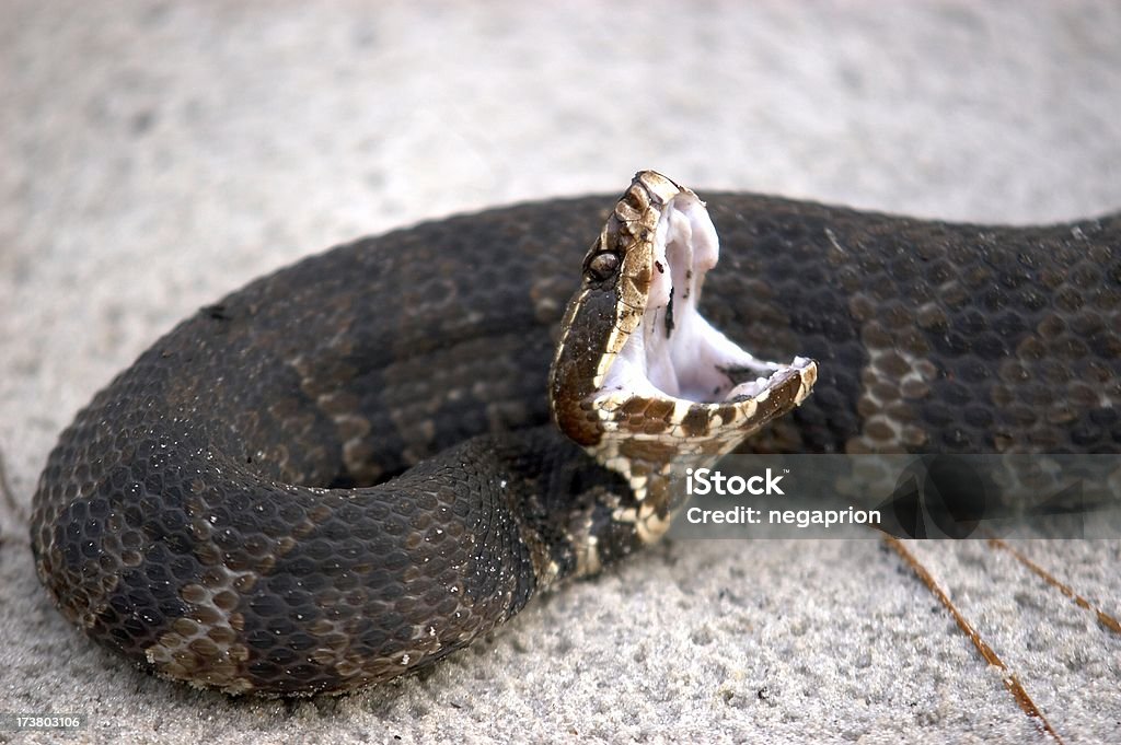 Cottonmouth Strike A venomous cottomouth snake shows its mouth and prepares to strike. Snake Stock Photo