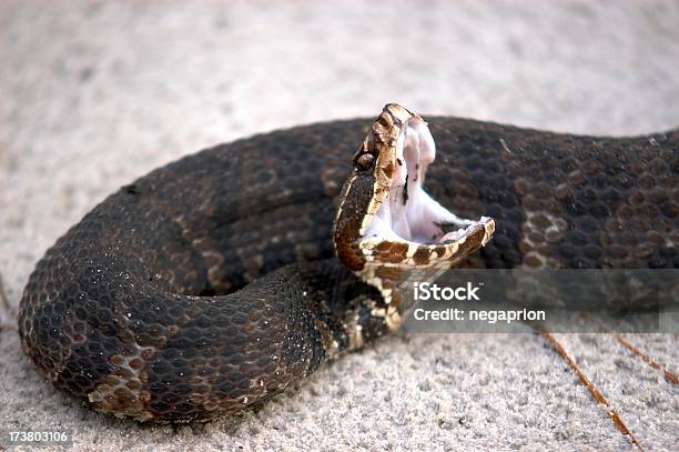 Cottonmouth Strike Stock Photo - Download Image Now - Snake, Biting, Cottonmouth Water Moccasin Snake