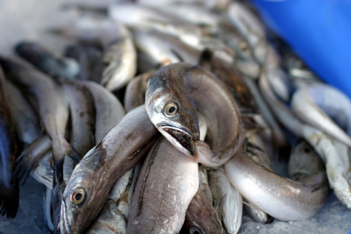 Fresh eels at a market