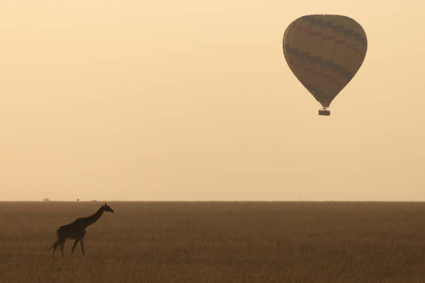 istock Giraffe walking across the plains 1738036003