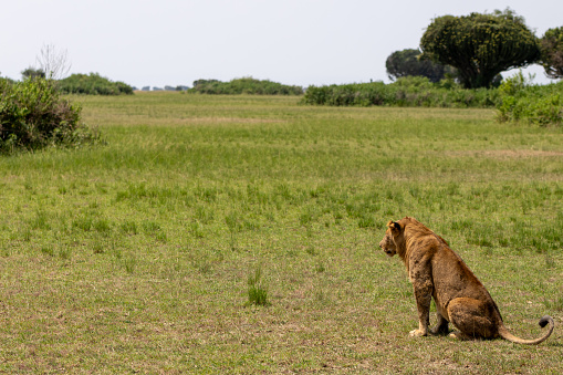 Wild male and female lion in South Africa during the summer, wet, season which provides an abundance of rich green grass for the herbivores and subsequently for the predators.