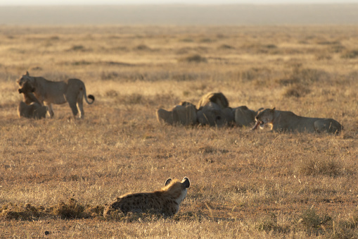 Hyena waiting to eat after a lion pride took down an antelope