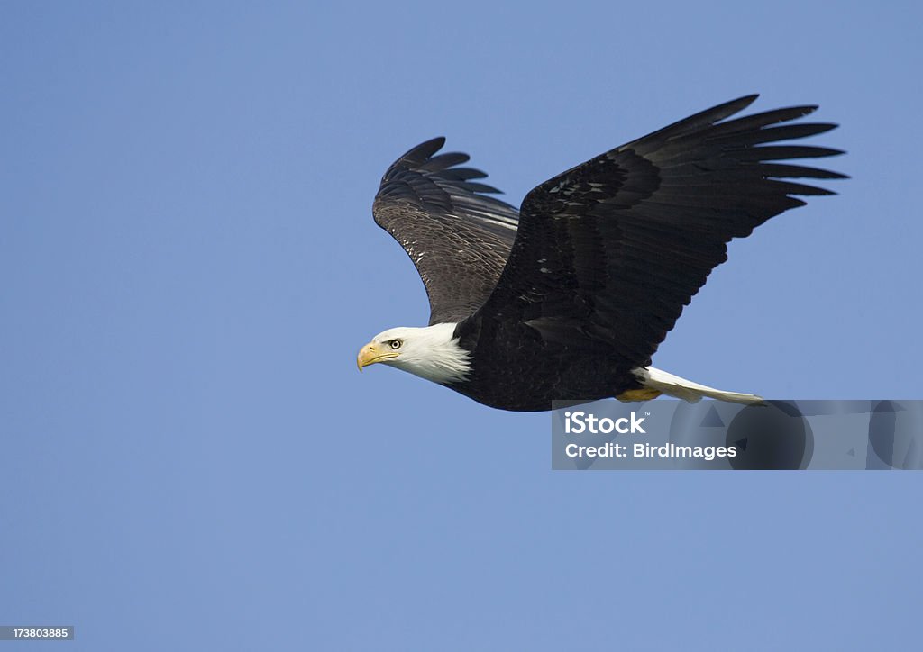 Bald Eagle in volo, Alaska - Foto stock royalty-free di Ala di animale