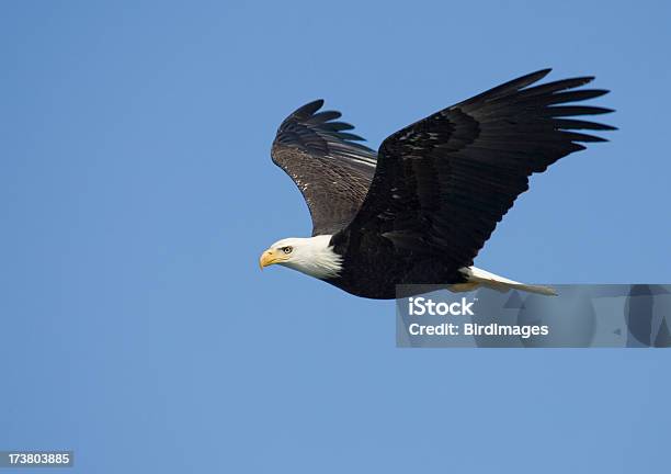 Bald Eagle In Volo Alaska - Fotografie stock e altre immagini di Ala di animale - Ala di animale, Animale, Animale selvatico