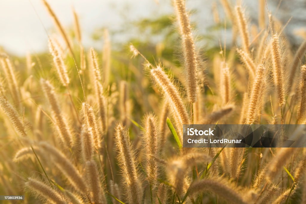 Fuchsschwanz-Gras - Lizenzfrei Abenddämmerung Stock-Foto