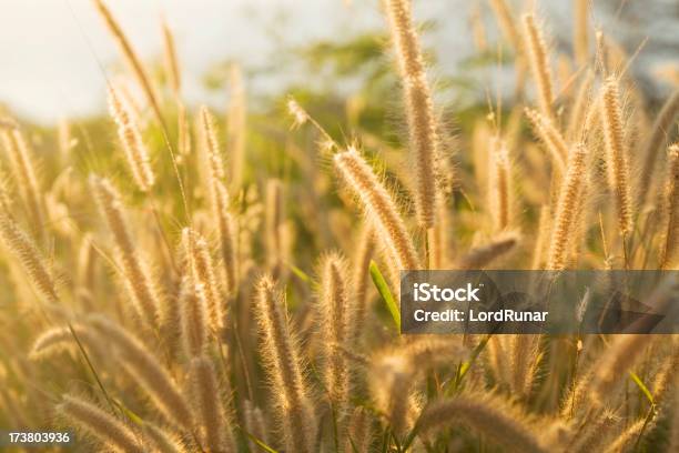 Fuchsschwanzgras Stockfoto und mehr Bilder von Abenddämmerung - Abenddämmerung, Bildschärfe, Farbbild