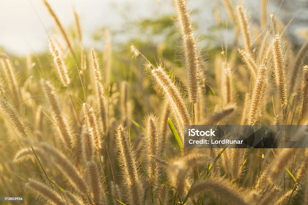Foxtail 잔디 - 로열티 프리 0명 스톡 사진