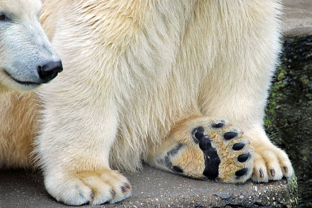 polar bear paw und schnauze nahaufnahme - polar bear bear white close up stock-fotos und bilder