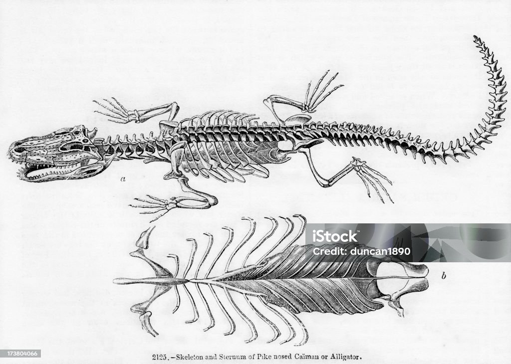 Pike nosed Кайман или аллигатор - Стоковые иллюстрации Водный организм роялти-фри
