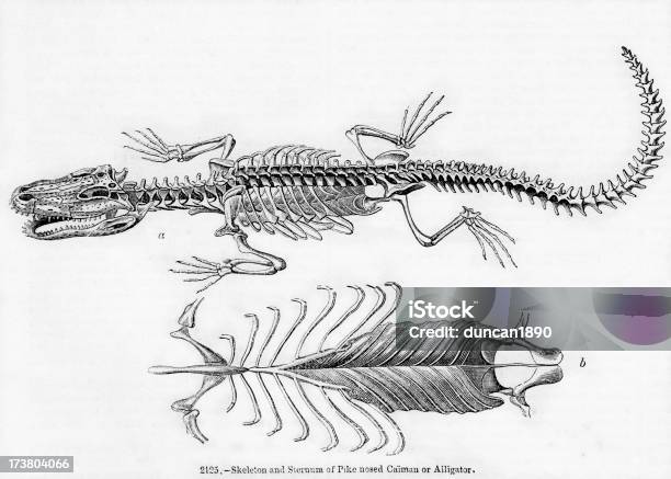 Pike Nosed Кайман Или Аллигатор — стоковая векторная графика и другие изображения на тему Водный организм - Водный организм, Горизонтальный, Гравюра