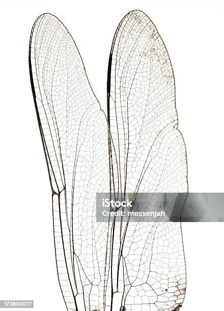 Firefly Wings Stock Photo - Download Image Now - Firefly, Animal Wing, Animal